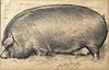 George Ford Morris, Charcoal Portrait of Hog