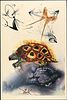 Salvador Dali - The Mock Turtle's Story