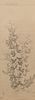 Hanging Scroll Depicting a Blooming White Jasmine