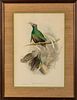 Gould and Richter Bird Print Lithograph