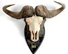 Cape Buffalo Skull Mount 