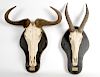 Lot of 2 Consisting of One Gnu Skull Mount and One Topi Skull Mount 