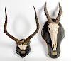 Lot of 2, Consisting of One Topi Skull Mount and One Impalla Partial Skull Mount 