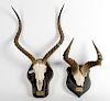 Lot of 2 Consisting of One Hartebeeste Partial Skull Mount and One Impalla Skull Mount 