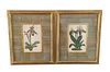 Pair of Botanical Prints