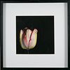 Richard Paul Hoyer, Tulip