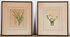2 Hand-colored Flower Lithographs