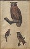 Badeker, Hand Colored Owl Engraving