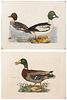 Ornithological Hand Colored Engraving Assortment