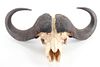 Massive Water Buffalo Taxidermy Horns & Skull