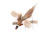 Montana Pheasant Full Body in Flight Wall Mount