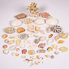 Eleuthera Shell and Coral Collection
