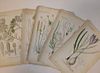 Collection of floral and botanical bookplates, 19th century, and a selection of hand coloured aquati