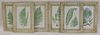 Set of (6) Bradbury & Evans Frame Botanical Prints