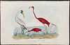 Wilson - Flamingo, Wood Ibis, Scarlet Ibis, & White Ibis. 66