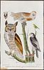 Wilson - Great Horned Owl, Barn Owl, Hawk Owl, Mouse & Bat. 50