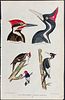 Wilson - Ivory-billed Woodpecker, Red-headed & Pileated Woodpeckers. 29