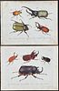 Jablonsky - 4 Beetle Engravings