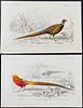 D'Orbigny - Pair of Pheasant Engravings