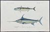 D'Orbigny - Swordfish, Atlantic Mackerel