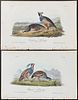 Audubon - PAIR: Californian Partridge. 290 & Plumed Partridge. 291