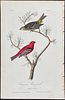 Audubon - Common Pine-finch. 199
