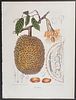 Nooten, Folio - Durian; Durio Zibethinus