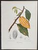 Nooten, Folio - Cacao Tree (Cocoa Tree); Theobroma Cacao