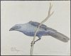 Kenyon, Original Watercolor - South Melanesian Cuckooshrike, Found at Gilbert Islands, November 1943