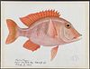 Kenyon, Original Watercolor - Grunt Fish, Found at Admiralty Isles, Sea Adler Bay, October 1944