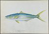 Kenyon, Original Watercolor, Hawaii - Sea Salmon or Kamanu, Found at Bishop Museum, Honolulu, Hawaii, February 1944