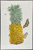 Merian, Folio - Pineapple, Butterfly, & Moth. 2