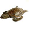 Antique Tortoise Taxidermy Mount. Late 19th - Early 20th Century.