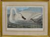 After John James Audubon 
chromolithograph 
Trumpeter Swan 
Amsterdam Edition of "The Birds of America" 
1971-1973, plate #406  
sig...