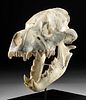 Rare & Premium Fossilized Dinocrocuta Hyena Skull