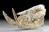 Fossilized Rhinoceros Full Skull - Chilotherium Wimani