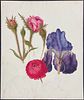 Original Botanical Watercolor including Iris & Rose