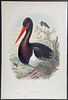 Gould - Black Stork