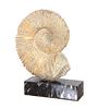 A Stone Fossil of an Ammonite 24 x 16 inches.