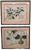Pair of Chinese Botanical Watercolors