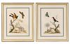 Group of 2 George Edwards Ornithological Prints