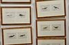 Set of ten hand colored double framed bird lithographs by Francis Orpen Morris from the History of British Birds including Herring G...