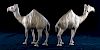 Persian Etched Brass Dromedary Camels, Four (4)