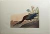 John James Audubon (1785-1851), "Glossy Ibis," No.