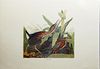 John James Audubon (1785-1851), "Green Heron," No.