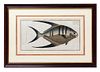 Four German Handcolored Fish Engravings 7 3/4 x 14 inches.