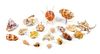 A Collection of Nineteen Seashells