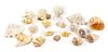 A Collection of Eighteen Seashells