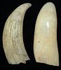 2 19th c whale teeth, one with a pin-pricked profile of a woman, length 6” each2 19th c whale teeth,
