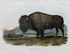 After John James Audubon, (American, 1785-1851), Bos Americanus, male [American Bison or Buffalo], plate 56
